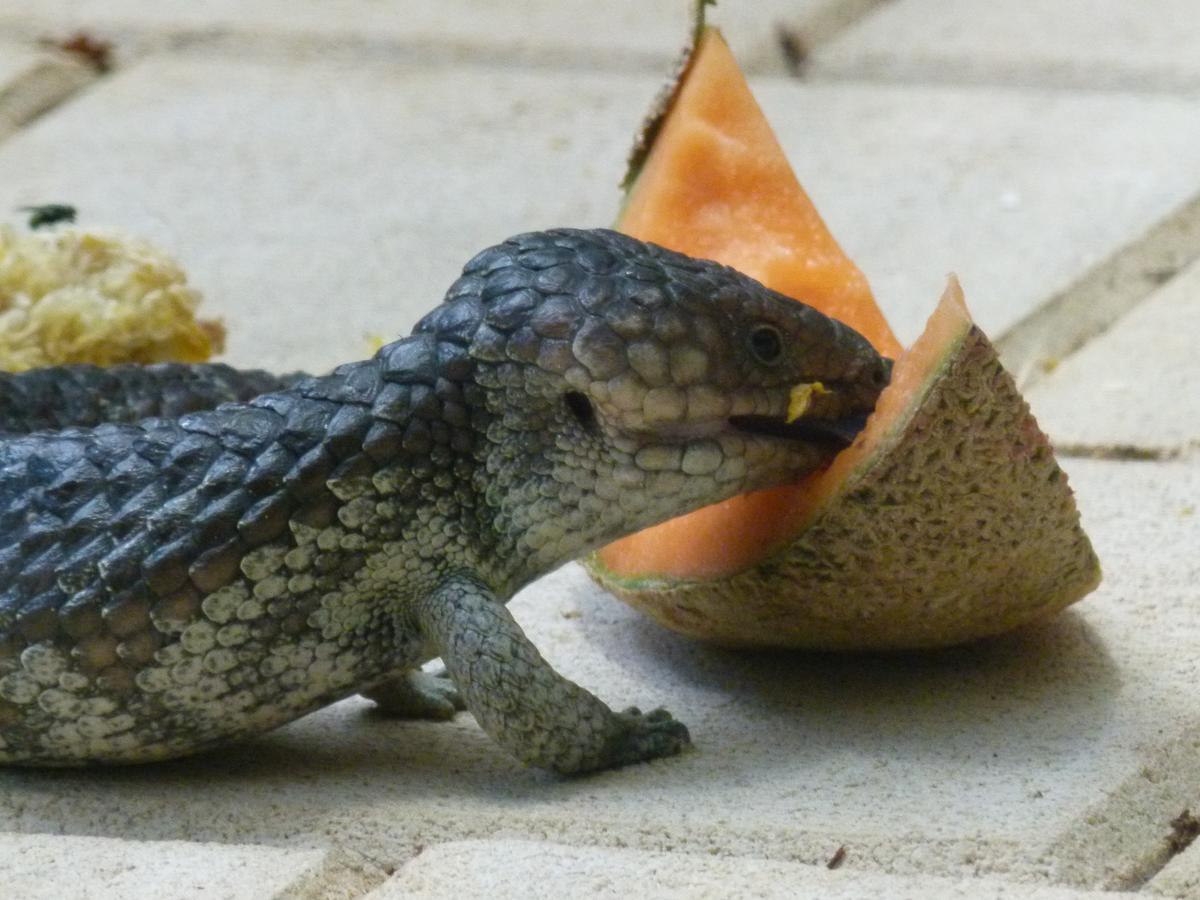 Seatrees Accommodation ヤンチャップ エクステリア 写真